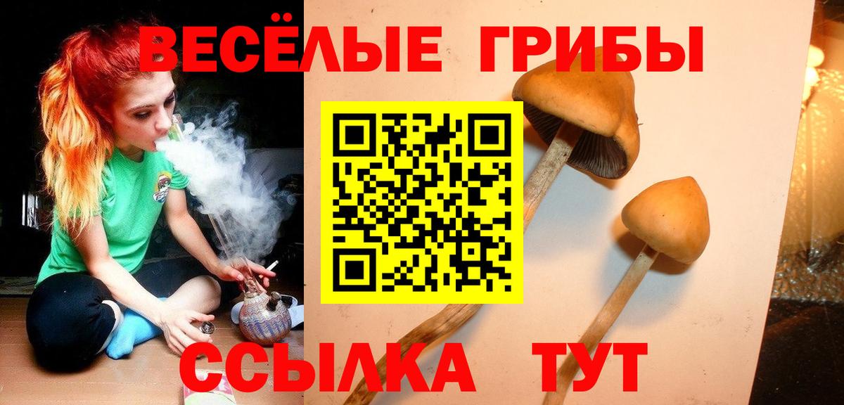 Псилоцибиновые грибы Cubensis Брянск